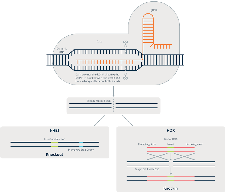 CRISPR_Diagram_1200