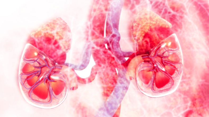 graphic illustration of kidneys
