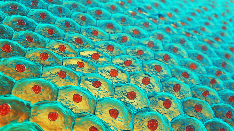 Illustration of human skin cells.