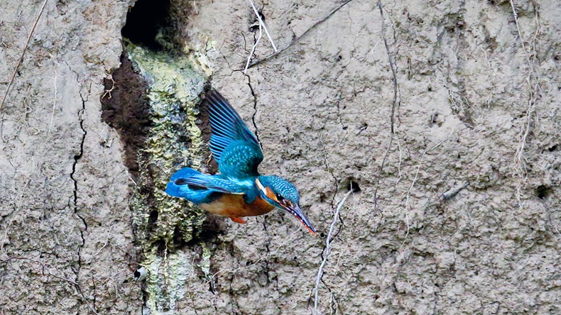 Close-up shot of the Kingfisher flying from the nest. Isolated bird in natural envirnment. Flying jewel. Common Kingfisher, Alcedo atthis, - Image 