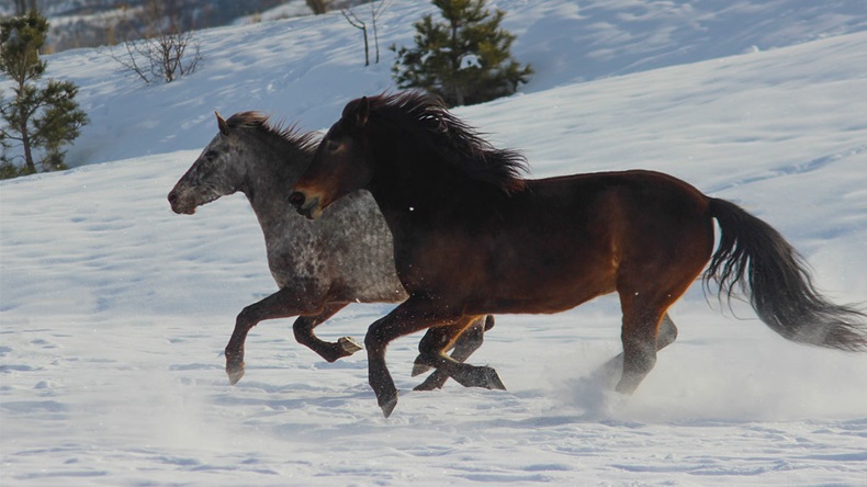two horses running and playing in the snow in winter, American appaloosa, Kazakh breed, spotted horse - Image 