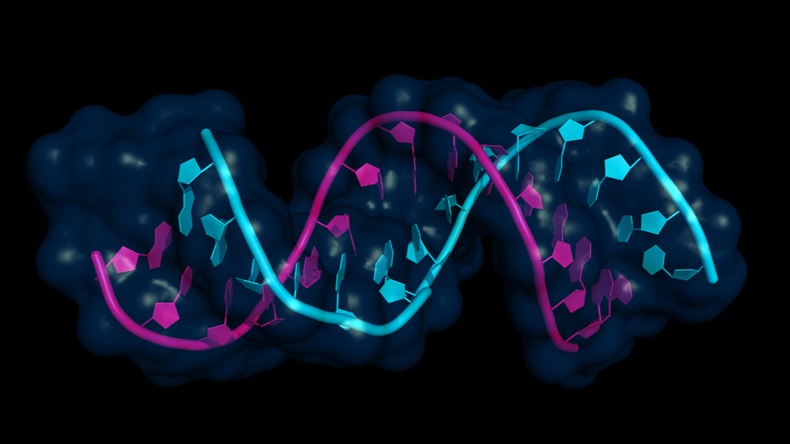 micro RNA (let7; pink) bound to mRNA (lin-41; cyan). miRNAs are small non-coding RNA molecules important for gene regulation and implicated in cancer, obesity and heart disease. - Illustration 