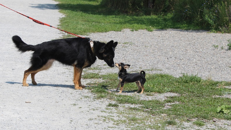 Small dog versus bigger dog