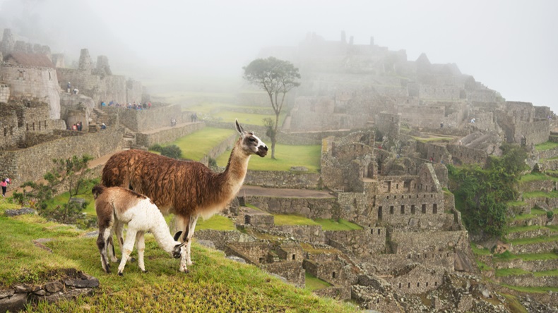 Llama_Peru