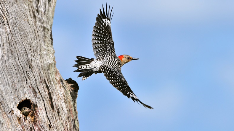 woodpecker in flight leaving nest with chick watching