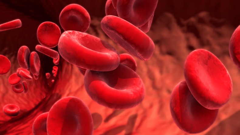 3d illustration red blood cells circulating in the blood vessels