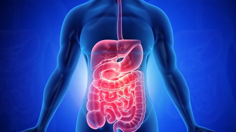 Anatomy of human body with digestive system