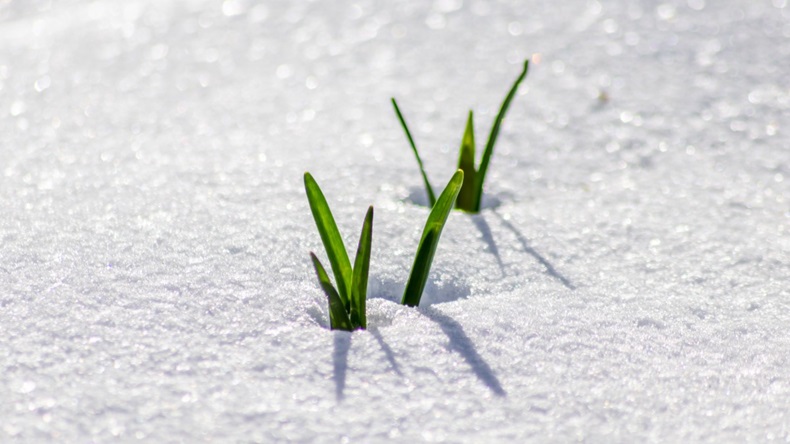The winter ends and the springtime shows fresh green and snow covered flowers after snowfall with melting ice and melting snow in the spring sunshine to welcome the revival of life