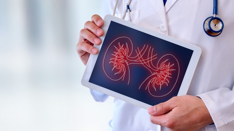 Doctor in white coat holding up tablet displaying kidneys 