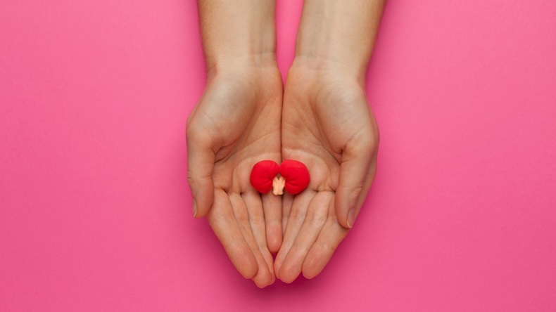 Red kidney model on a pair of outstretched hands on pink background 