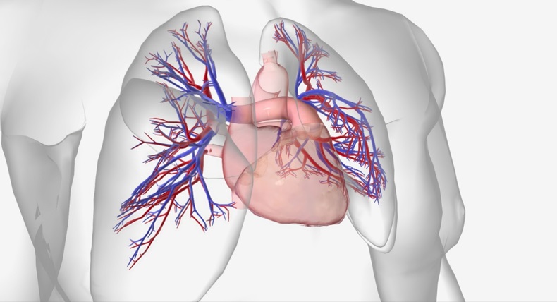Pulmonary hypertension is a cardiovascular condition characterized by high blood pressure in the pulmonary arteries 3D rendering