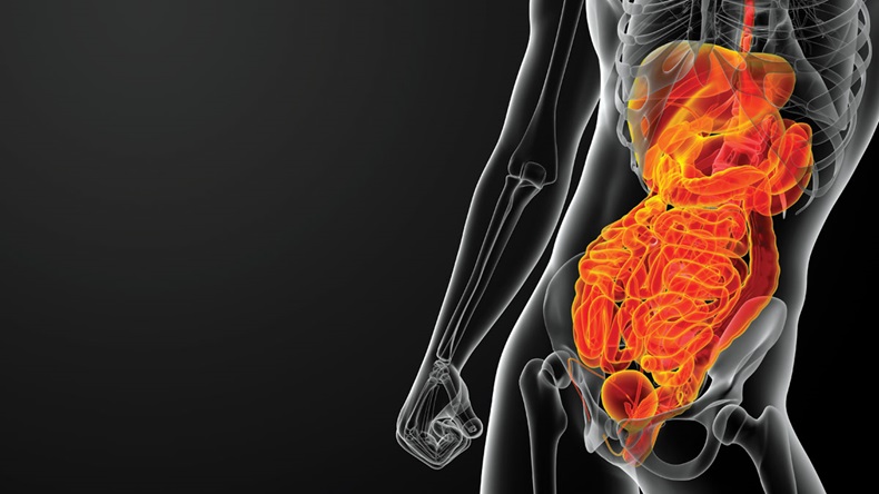 3d render illustration of human digestive system - front view