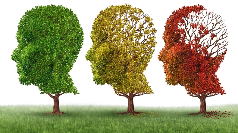 Memory loss and brain aging due to dementia and alzheimer's disease as a medical icon of a group of color changing autumn fall trees shaped as a human head losing leaves on a white background.